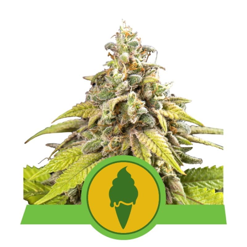 Green Gelato Automatic de Royal Queen Seeds - Experimenta el delicioso y potente Green Gelato en una forma autofloreciente. Disfruta del cultivo sencillo con Green Gelato Automatic.