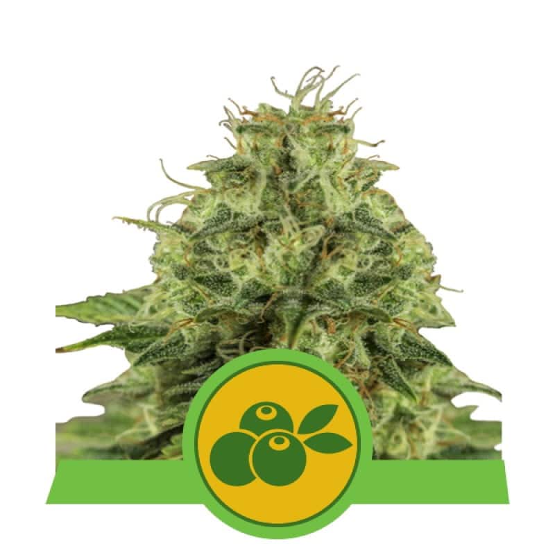 Haze Berry Automatic de Royal Queen Seeds - Experimenta el equilibrio perfecto entre Haze y Blueberry en una variedad autofloreciente. Disfruta de comodidad y sabor en uno.