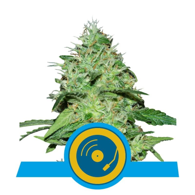 Joanne's CBD de Royal Queen Seeds:  Descubre las propiedades calmantes y relajantes de esta variedad de cannabis rica en CBD. Perfecta para los amantes del CBD con un aroma suave y agradable.