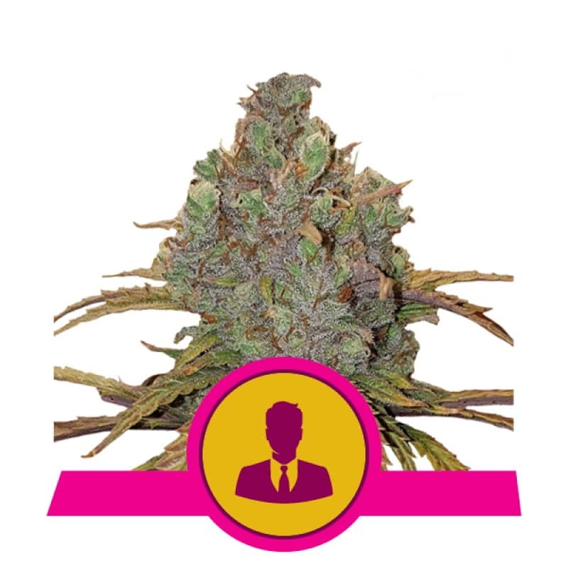 El Patron Strain de Royal Queen Seeds - Una variedad de cannabis premium con calidad real. Descubre las características únicas de El Patron Strain.