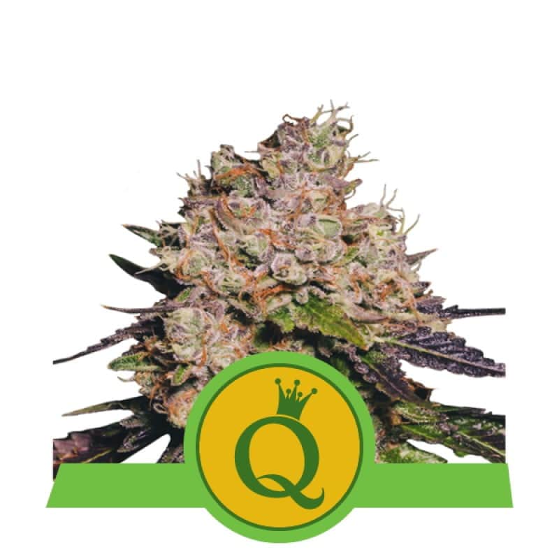 Purple Queen Automatic de Royal Queen Seeds: Una variedad de cannabis de rápido florecimiento y colores hermosos para una experiencia de fumado encantadora.