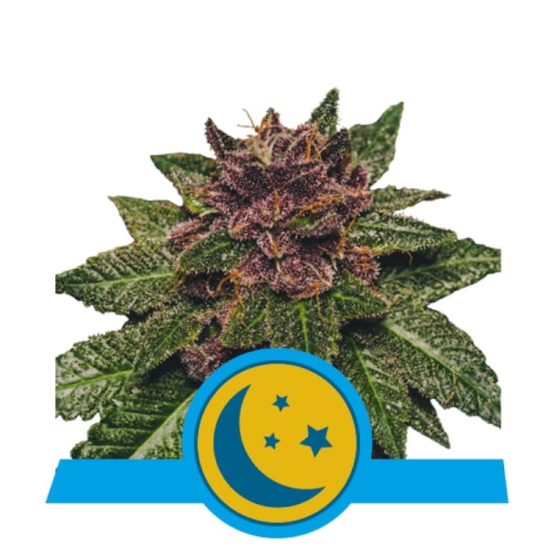 Purplematic CBD de Royal Queen Seeds: Una variedad de cannabis colorida y equilibrada con propiedades ricas en CBD para una experiencia relajante.