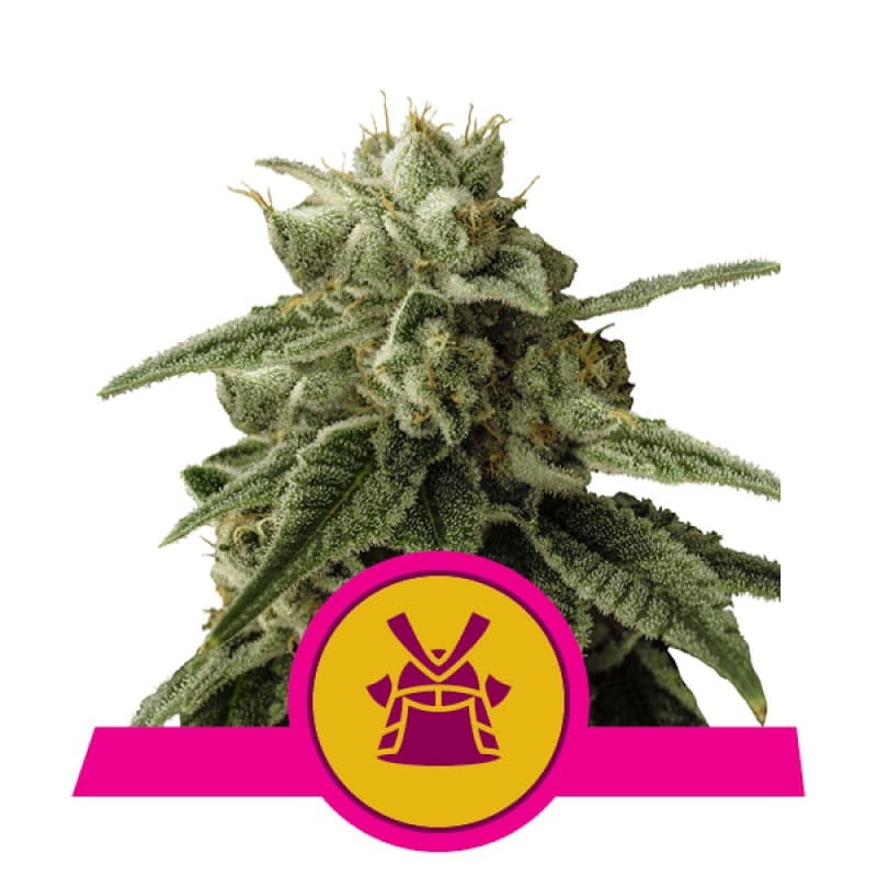 Experimenta las potentes características de la variedad de cannabis Shogun de Royal Queen Seeds - Una elección magistral para verdaderos conocedores.