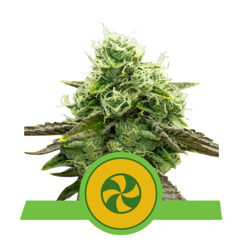 Disfruta de la dulce relajación con la variedad de cannabis Sweet ZZ Automatic de Royal Queen Seeds - Una variedad autofloreciente con deliciosos aromas.