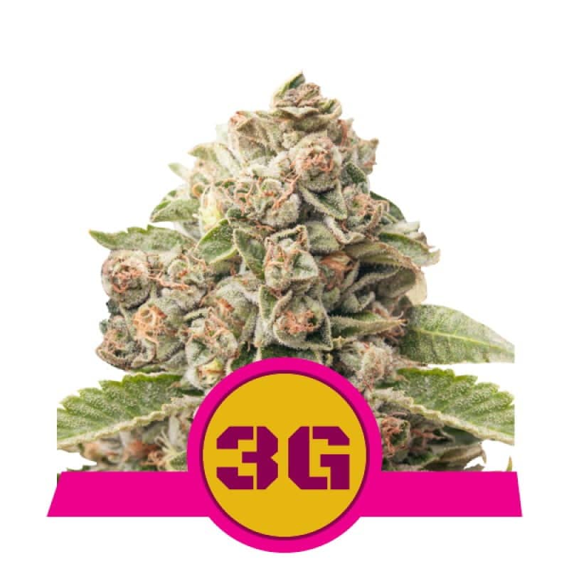 Descubre la potencia de la variedad de cannabis Triple G de Royal Queen Seeds - Un placer para los conocedores con efectos fuertes.