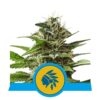 Descubre la potencia calmante de la variedad de cannabis Tatanka Pure CBD de Royal Queen Seeds - Una opción rica en CBD para el bienestar.