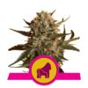 Mother Gorilla de Royal Queen Seeds: Descubre Mother Gorilla, una poderosa variedad de cannabis con una sólida genética. Disfruta de su intenso aroma y sus efectos relajantes. Una favorita entre los cultivadores experimentados.