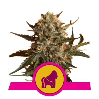 Mother Gorilla de Royal Queen Seeds: Descubre Mother Gorilla, una poderosa variedad de cannabis con una sólida genética. Disfruta de su intenso aroma y sus efectos relajantes. Una favorita entre los cultivadores experimentados.