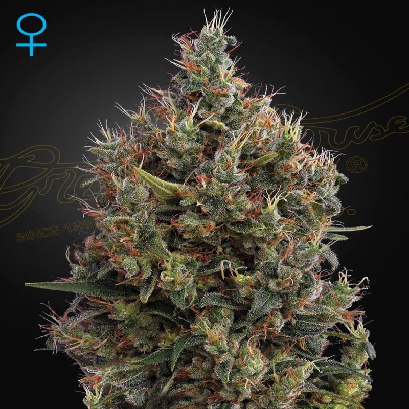 Big Bang Autoflower - Una notable variedad autofloreciente con crecimiento vigoroso y altos rendimientos. Experimenta el crecimiento y la floración explosivos de Big Bang Autoflower para una experiencia de cultivo fácil y satisfactoria.