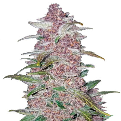 Blackberry Auto de Fast Buds - Una variedad de cannabis de floración automática con deliciosos aromas a moras. Disfruta del cultivo fácil y la experiencia sabrosa de Blackberry Auto.