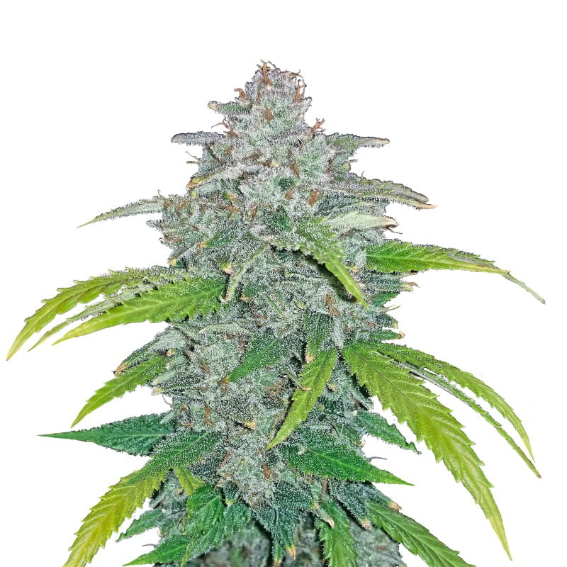 Blue Dream 'Matic Auto - Una variedad de cannabis de floración automática con la genética de la popular Blue Dream. Experimenta la comodidad de la floración automática y las características distintivas de Blue Dream.