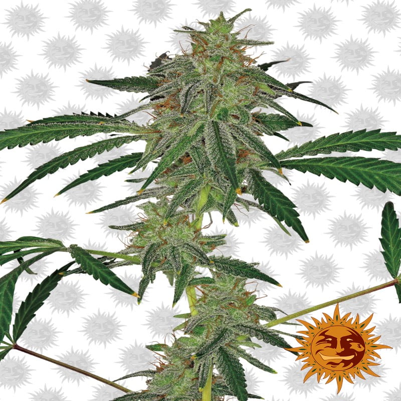 Blue Mammoth Auto - Una variedad de cannabis autofloreciente con la potente genética de Blue Mammoth. Disfruta del cultivo sin esfuerzo y las características distintivas de Blue Mammoth Auto.