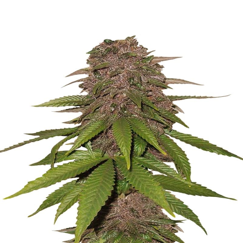 C4 Auto de Fast Buds - Una explosiva variedad de cannabis autofloreciente. Descubre el potente crecimiento y las características únicas de C4 Auto.