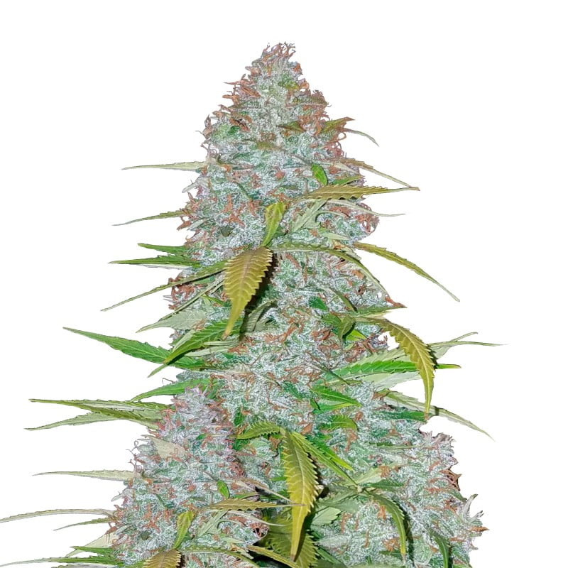 Californian Snow Auto de Fast Buds - Una variedad de cannabis de floración automática con la refrescante genética de Californian Snow. Experimenta un cultivo fácil y características notables.