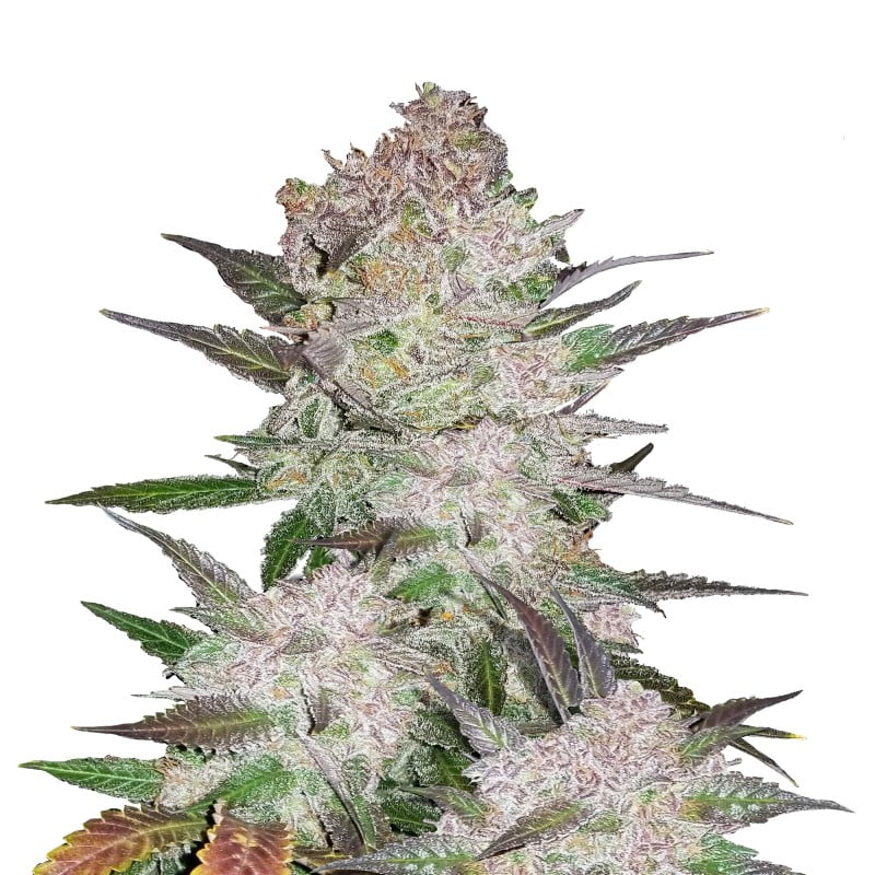 Cream Cookies Auto de Fast Buds - Una variedad de cannabis autofloreciente con aromas cremosos y de galleta. Disfruta del delicioso sabor de Cream Cookies Auto.