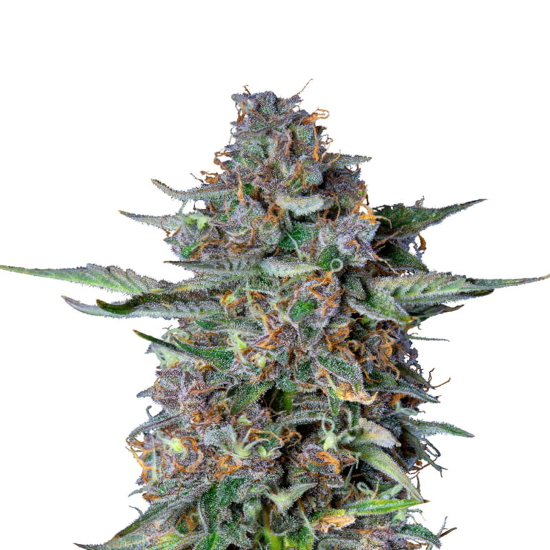 Do-si-dos Automatic de Royal Queen Seeds - Una variedad de cannabis de floración automática con el característico sabor Do-si-dos. Experimenta la facilidad y la calidad de Do-si-dos Automatic.