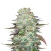 G14 Auto de Fast Buds - Una variedad de cannabis autofloreciente con impresionantes propiedades. Descubre la potencia y calidad de G14 Auto.