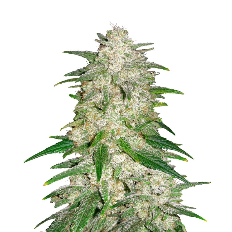 Gelato Auto de Fast Buds - Una variedad de cannabis autofloreciente con los deliciosos sabores de Gelato y un crecimiento rápido. Descubre Gelato Auto de Fast Buds.