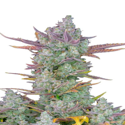 Gorilla Cookies Auto de Fast Buds - Descubre la potente y sabrosa combinación de Gorilla Cookies en forma autofloreciente. Disfruta del fácil cultivo de Gorilla Cookies Auto.