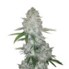 Gorilla Glue Autofloreciente de Fast Buds - Experimenta la legendaria potencia y rápida floración de Gorilla Glue en forma autofloreciente. Disfruta del fácil cultivo de Gorilla Glue Autofloreciente.