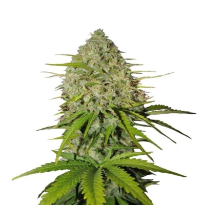 Grapefruit Auto de Fast Buds - Experimenta los refrescantes y afrutados sabores del Pomelo en forma autofloreciente. Descubre la facilidad de cultivo con Grapefruit Auto de Fast Buds.