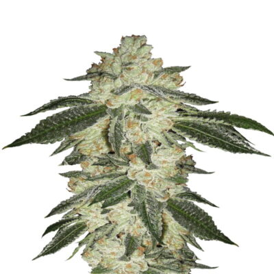 Green Crack Auto - Experimenta los efectos energizantes y estimulantes de Green Crack en forma autofloreciente. Disfruta del fácil cultivo con Green Crack Auto de Fast Buds.