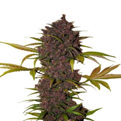 LSD-25 Auto de Fast Buds: Experimenta la potente y única variedad de cannabis LSD-25 Auto. Una variante autofloreciente de la legendaria LSD-25 con rápido crecimiento y efectos psicodélicos intensos. Perfecta para el cultivo tanto en interiores como en exteriores.