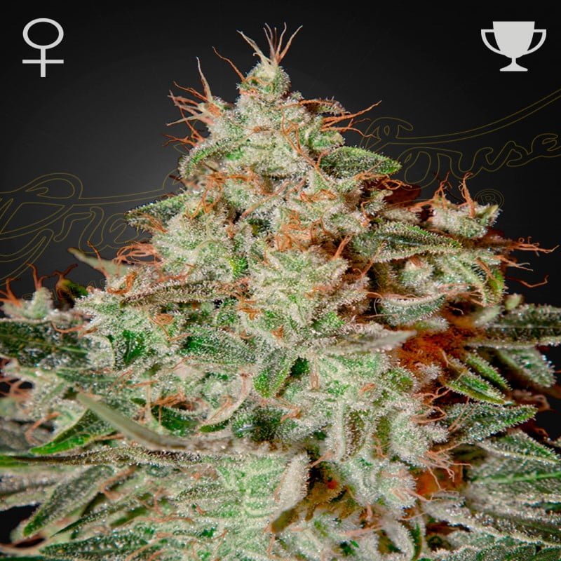 Lemon Skunk de Greenhouse Seeds