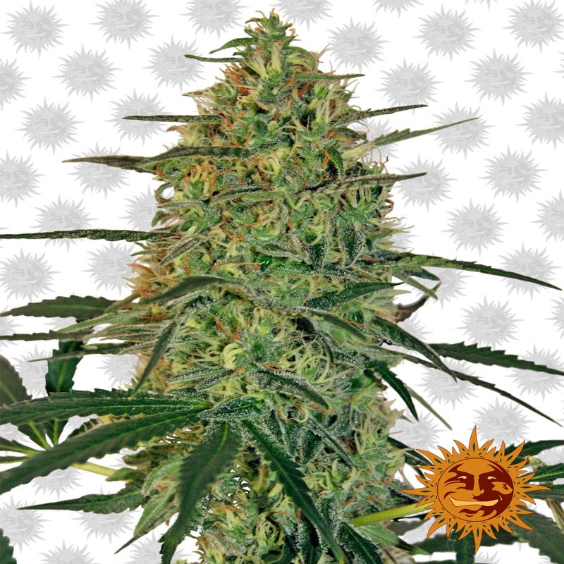 Malana Bomb Auto de Barney's Farm: Descubre la potente variedad de cannabis autofloreciente. Disfruta de una explosión de aromas y un high intenso. Perfecta para el cultivo tanto en interior como en exterior.