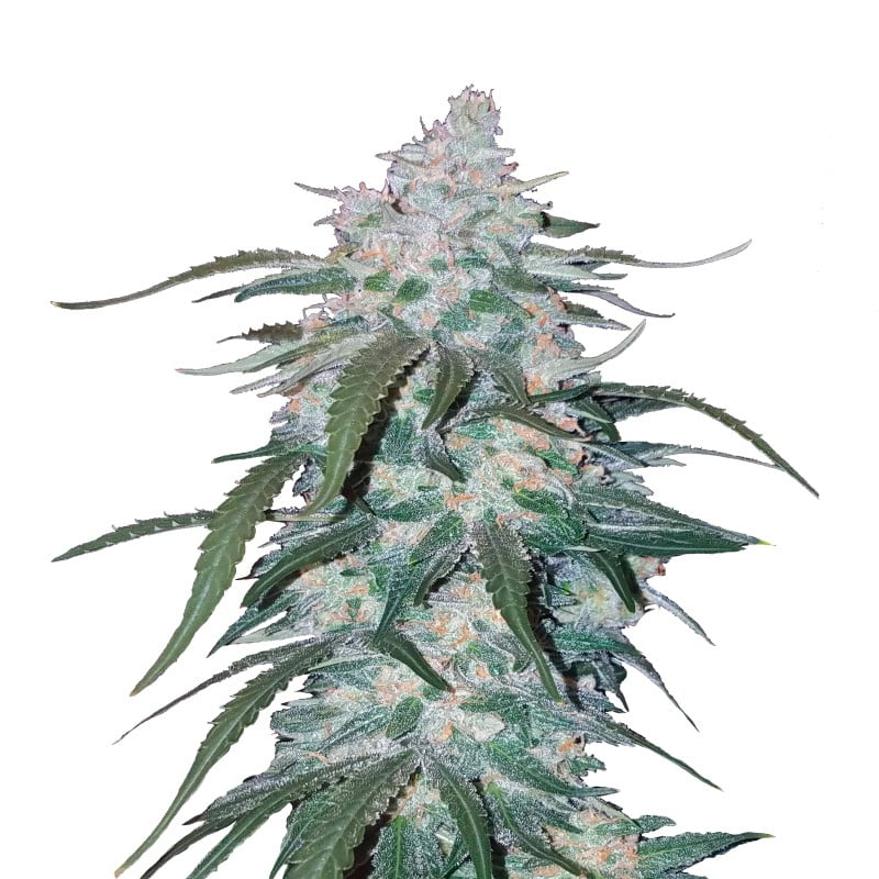 Pineapple Express Autofloreciente de Fast Buds: Experimenta los deliciosos sabores y los potentes efectos de esta querida variedad de cannabis autofloreciente dominante sativa.