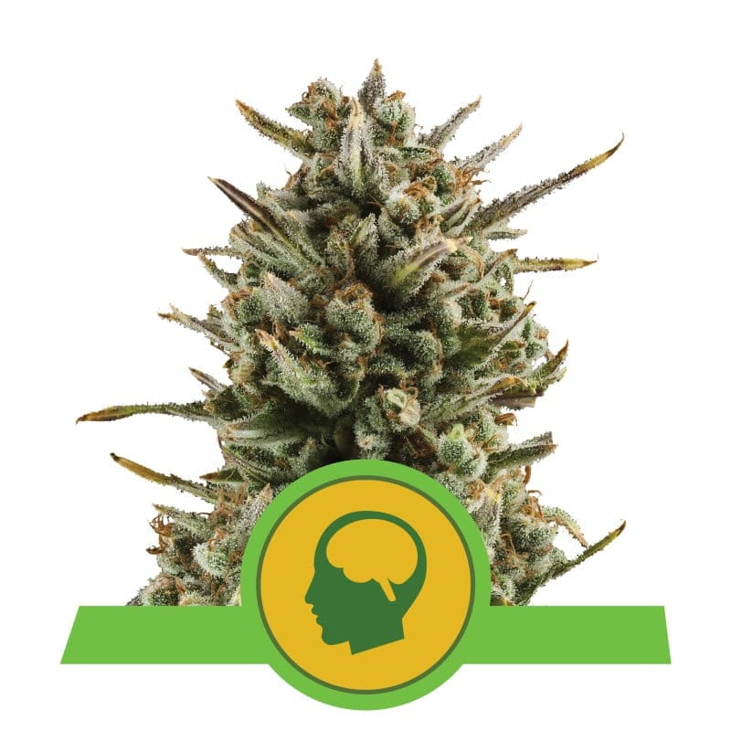 Amnesia Haze Automatic, una variante de floración rápida y automática de la querida variedad de cannabis Amnesia Haze. Disfruta de los característicos aromas y efectos en una forma práctica y que ahorra tiempo.