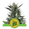 Blue Cheese Automatic - Una variedad de cannabis autofloreciente con el característico sabor Blue Cheese. Disfruta del cultivo sin esfuerzo y los aromas únicos de Blue Cheese Automatic.