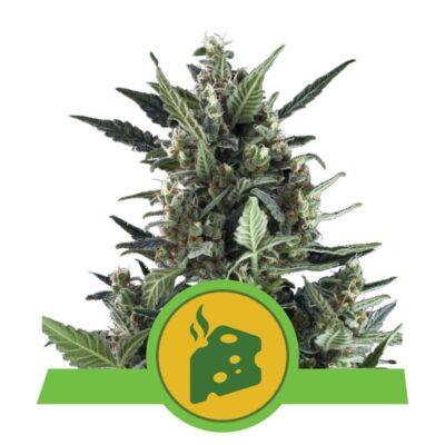 Blue Cheese Automatic - Una variedad de cannabis autofloreciente con el característico sabor Blue Cheese. Disfruta del cultivo sin esfuerzo y los aromas únicos de Blue Cheese Automatic.