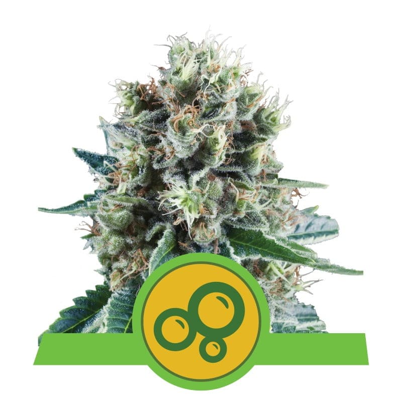 Bubble Kush Automatic - Una variedad de cannabis autofloreciente con la genética característica de Bubble Kush. Descubre el cultivo fácil y los efectos relajantes de Bubble Kush Automatic.