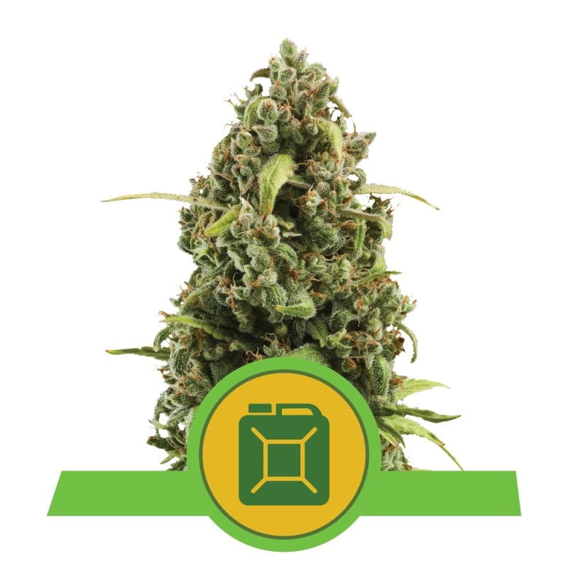 Diesel Automatic de Royal Queen Seeds - Una variedad de cannabis autofloreciente con los característicos aromas de diésel. Experimenta la facilidad y la potencia de Diesel Automatic.