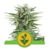 Easy Bud de Royal Queen Seeds - Una variedad de cannabis fácil de cultivar con excelentes resultados. Descubre el cultivo sin esfuerzo de Easy Bud.