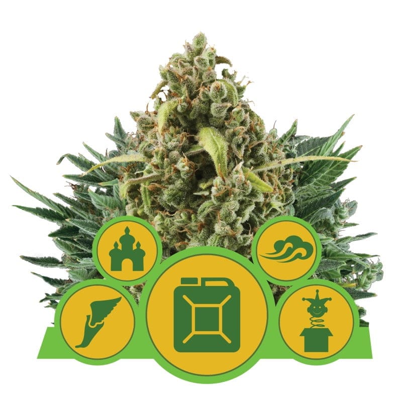 Disfruta de la dulce relajación con la variedad de cannabis Sweet ZZ Automatic de Royal Queen Seeds - Una variedad autofloreciente con deliciosos aromas.