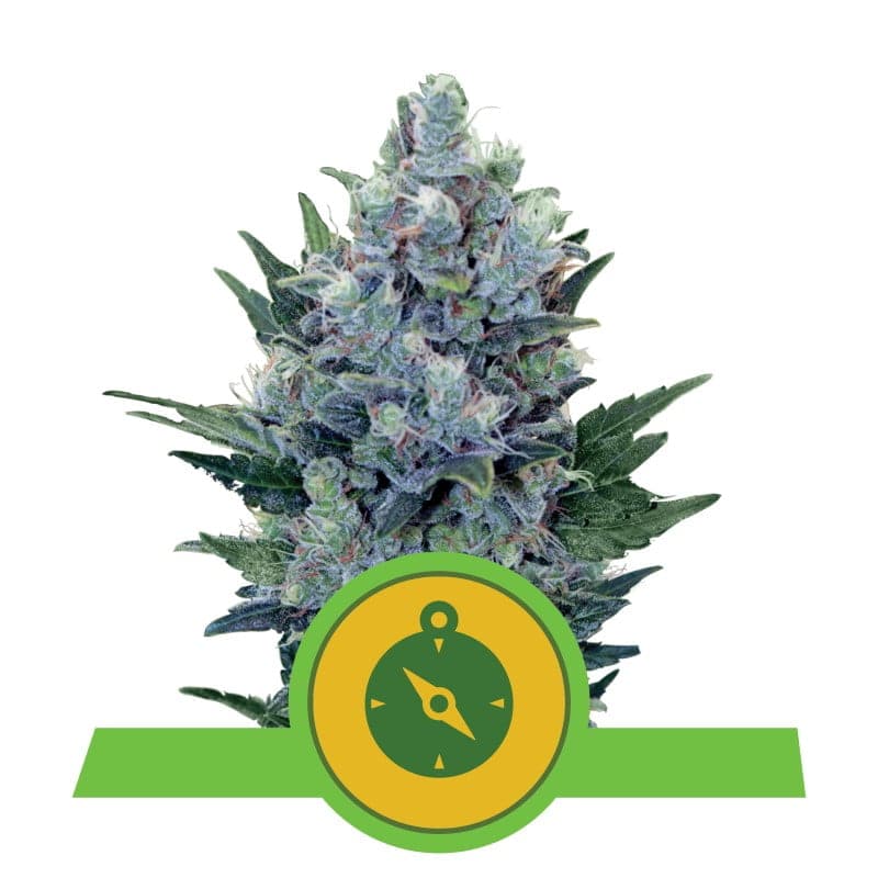 Northern Light Automatic de Royal Queen Seeds: Descubre la comodidad de Northern Light Automatic, una variante autofloreciente de la clásica Northern Light. Disfruta de plantas compactas, efectos relajantes y un aroma dulce y especiado.