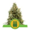 Royal AK Automatic de Royal Queen Seeds: una variedad de cannabis autofloreciente de floración rápida y potente con las características distintivas de la AK 47.