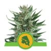 Royal Cheese Automatic de Royal Queen Seeds: una variedad de cannabis autofloreciente de floración rápida y aromática con características distintivas.