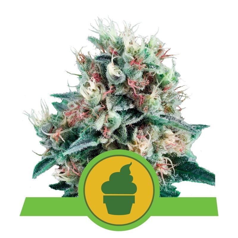 Royal Creamatic de Royal Queen Seeds: Una deliciosa y rápida variedad autofloreciente con características excepcionales.