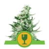 Royal Critical Automatic de Royal Queen Seeds: Una cepa de cannabis autofloreciente de rápida floración y confiable con poderosas características.