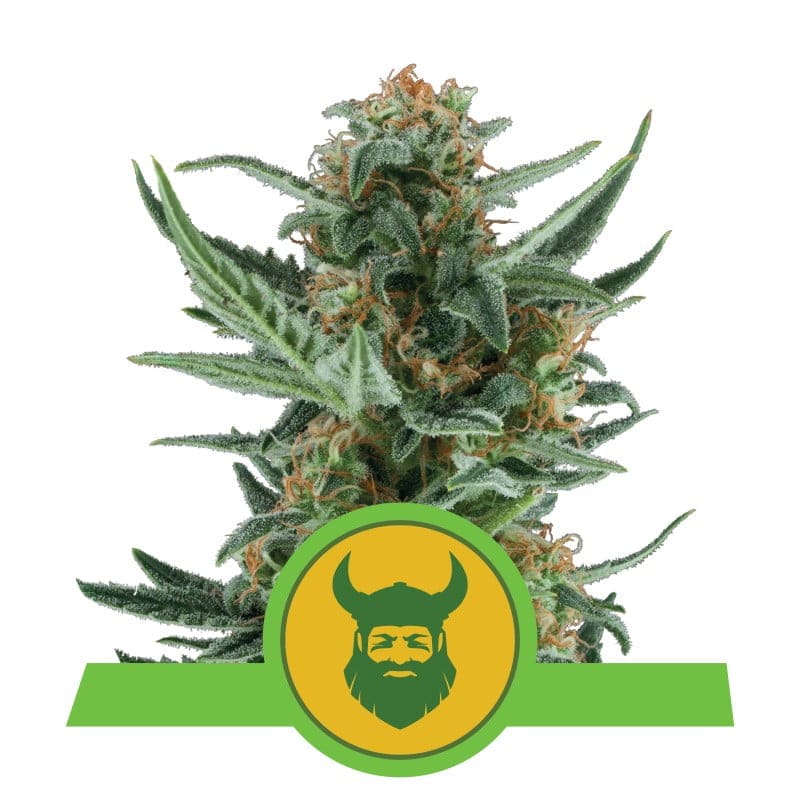 Royal Dwarf de Royal Queen Seeds: Variedad de cannabis autofloreciente compacta con un crecimiento rápido y propiedades potentes.