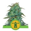 Descubre la magnificencia automática de la variedad de cannabis Royal Haze Automatic de Royal Queen Seeds: ¡una elección de floración rápida y estimulante!