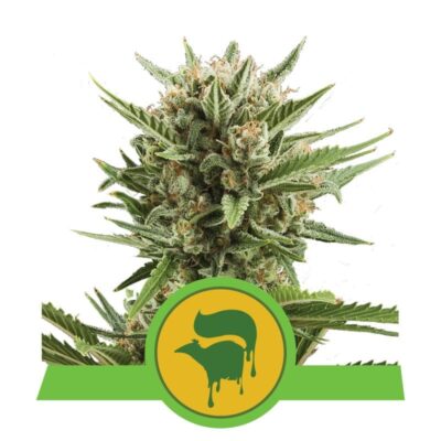 Experimenta los encantadores aromas de la variedad de cannabis Sweet Skunk Automatic de Royal Queen Seeds - Una variedad autofloreciente con un toque dulce.