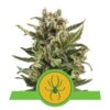 White Widow Automatic - Una variedad autofloreciente con la potencia de White Widow. Fácil de cultivar y de rápida floración para un cannabis excepcional.