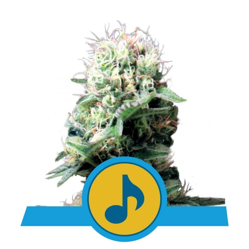 Royal Queen Seeds Dance World - Una sofisticada variedad de cannabis sativa-dominante con aromas especiados y afrutados. Descubre la experiencia estimulante de Dance World.