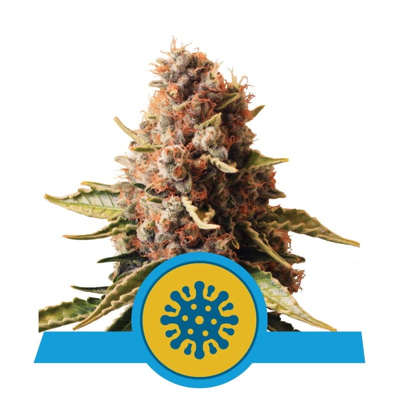 Euphoria CBD de Royal Queen Seeds - Disfruta del equilibrio armonioso de CBD y una sutil sensación de euforia. Experimenta la relajación de Euphoria CBD.