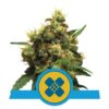 Painkiller XL de Royal Queen Seeds: Experimenta el alivio con las potentes propiedades analgésicas de esta variedad de cannabis rica en CBD.