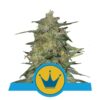 Experimenta la elegancia real de la variedad de cannabis Royal Highness de Royal Queen Seeds - Una opción equilibrada y refinada para los conocedores.